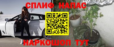 стафф Гай
